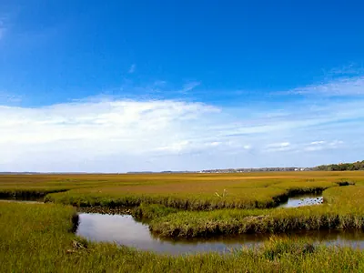 Salt marsh on Amelia Island under a clear sky